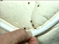 bed-bug-mattress.jpg bed-bug-mattress.jpg