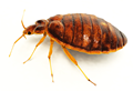 bedbugs1.png bedbugs1.png