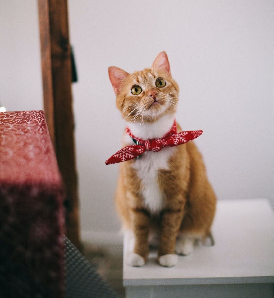 A cat in a red bandana.