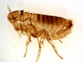 flea-englarged.jpg Fleas.