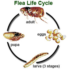 flealifecycle.jpg flealifecycle.jpg