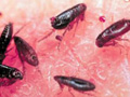 fleas-biting.jpg Fleas.