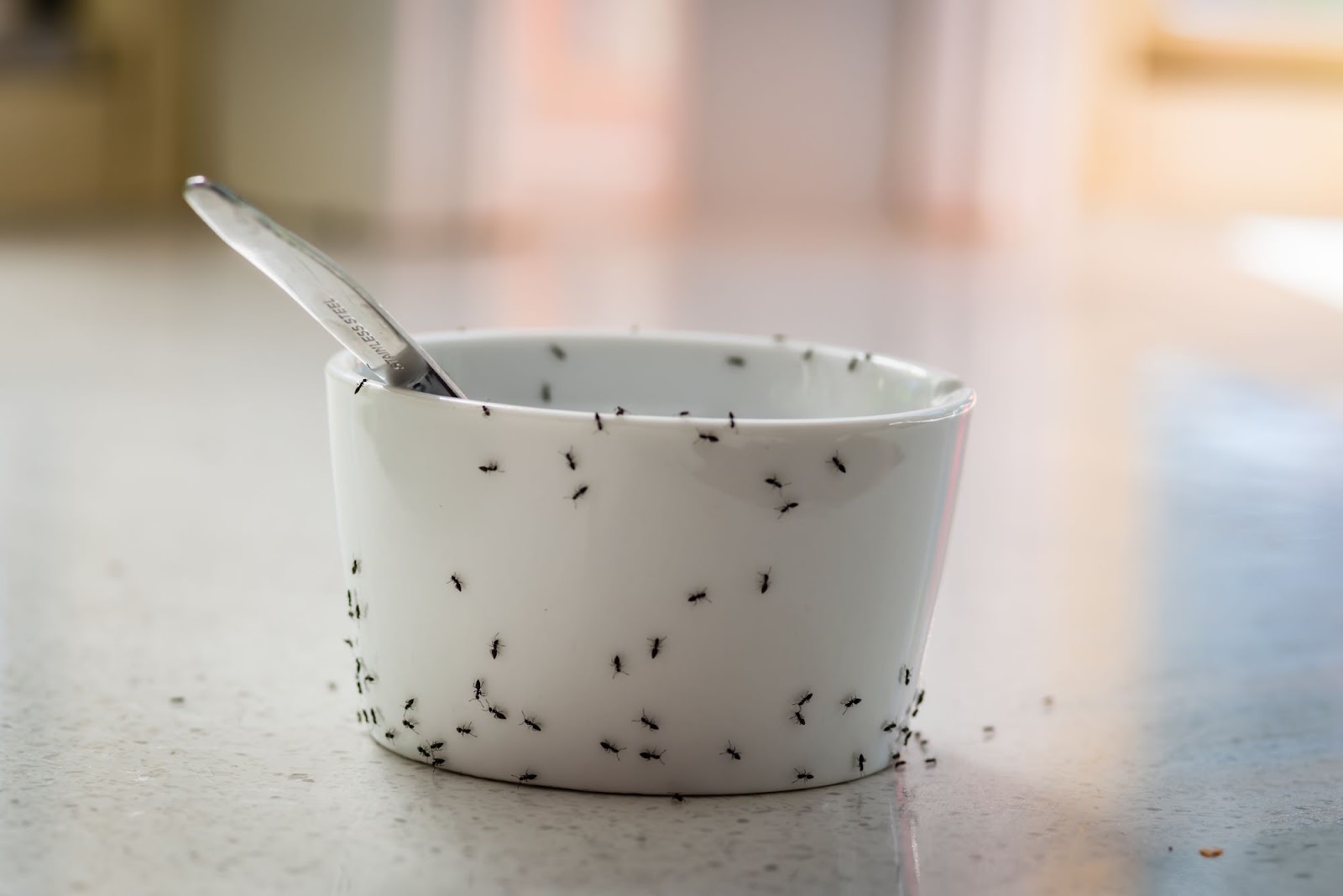 Ants on a cup. Ants on a cup.