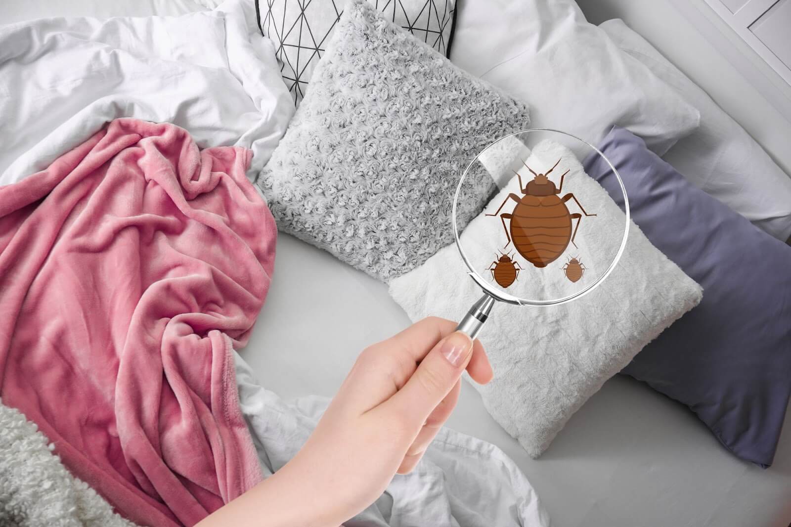 Finding pests in a bed Finding pests in a bed