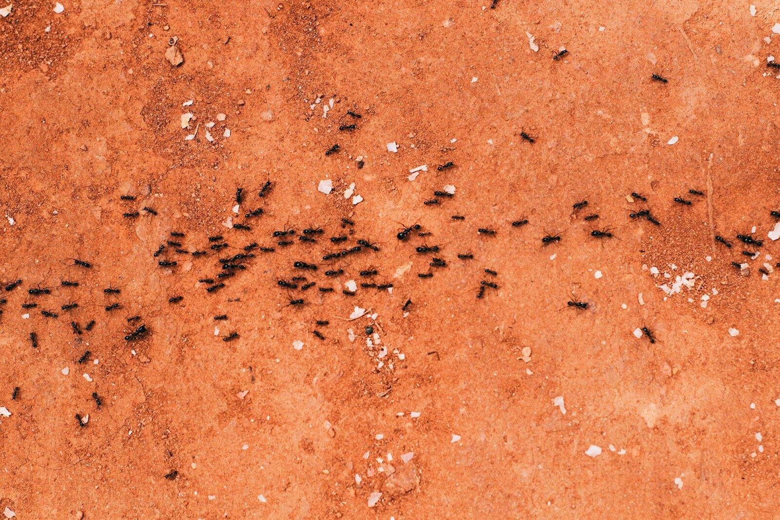 natural-ginesis-how-to-combat-most-common-household-pests-franklin-tn.jpg