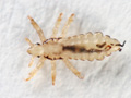 lice-enlarge2.jpg lice-enlarge2.jpg