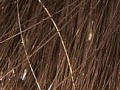 lice-in-hair.jpg lice-in-hair.jpg