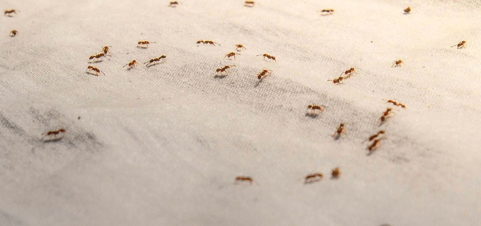 natural-ginesis-prepare-for-spring-insects-with-pest-prevention-products-that-work.jpg